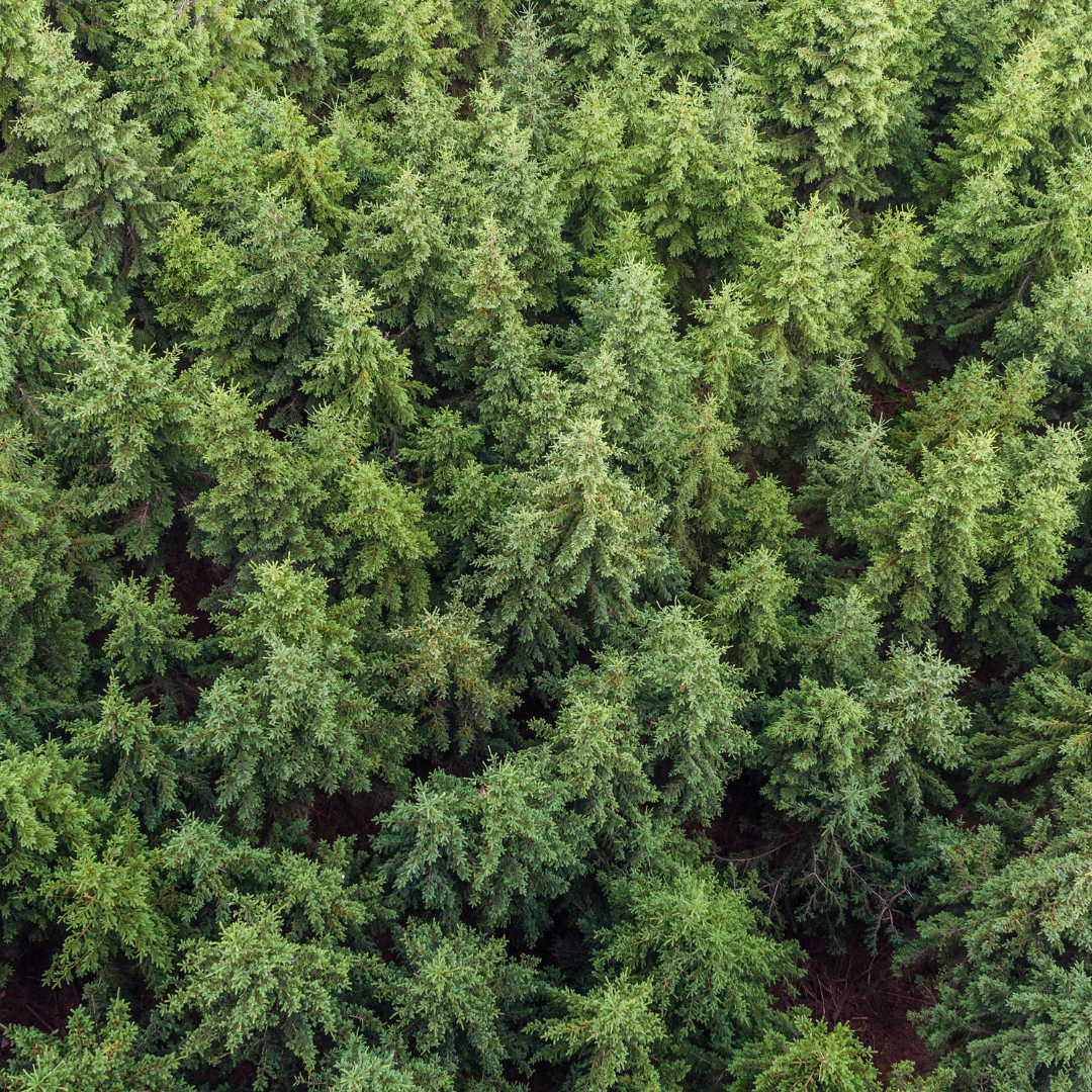 Aerial shot of a forest full of trees.
